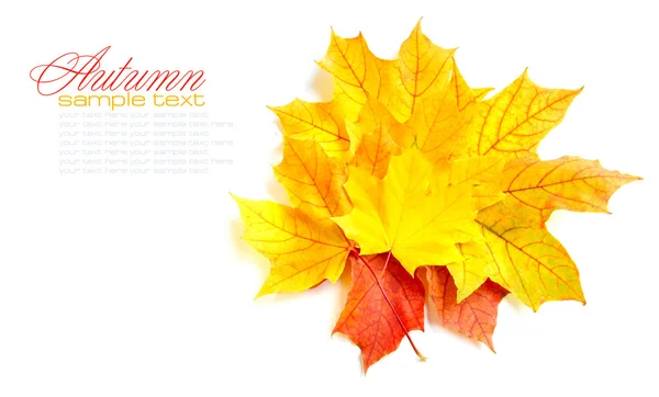 Autumn maple leaves isolated on white background — Stock Photo, Image