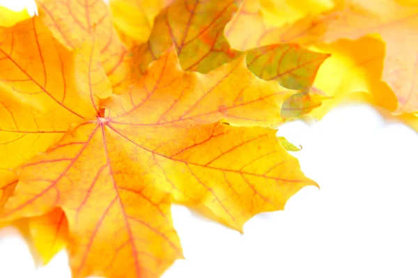 Autumn maple leaves on white background — Stock Photo, Image