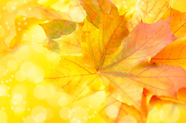 Herbst Hintergrund mit Ahornblättern — Stockfoto