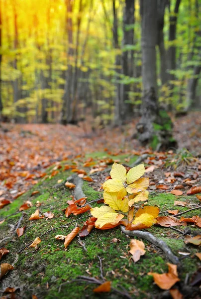 Ormanda sonbahar yaprakları — Stok fotoğraf