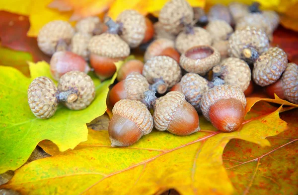 Ghiande su sfondo colorato foglie caduta — Foto Stock