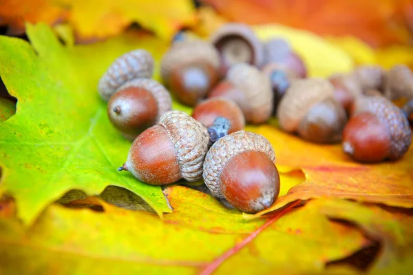 Žaludy na pozadí barevných opadá listí — Stock fotografie