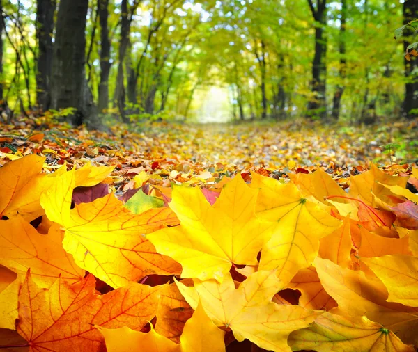 Herfstbladeren in het bos — Stockfoto