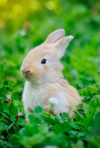 Little rabbit in green grass — Stock Photo, Image