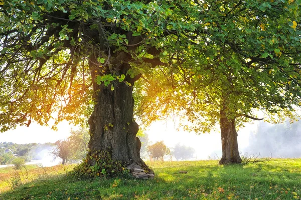 Ağaç güneş ışığı ile sonbahar manzarası — Stok fotoğraf