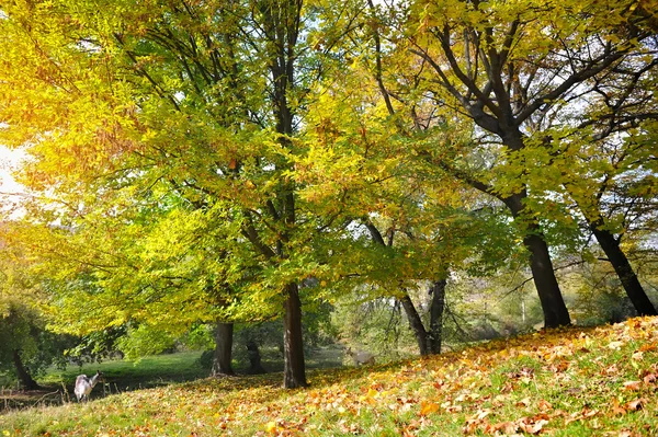 Paisaje otoñal — Foto de Stock