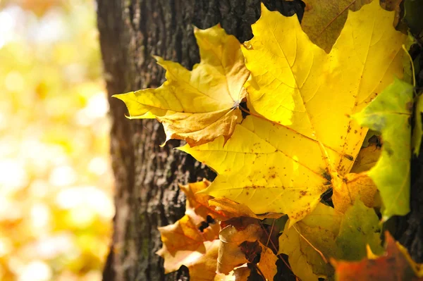 Herfstbladeren in het bos — Stockfoto