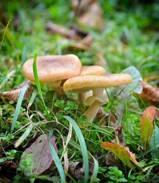 Honey agaric mushrooms in grass — Stock Photo, Image