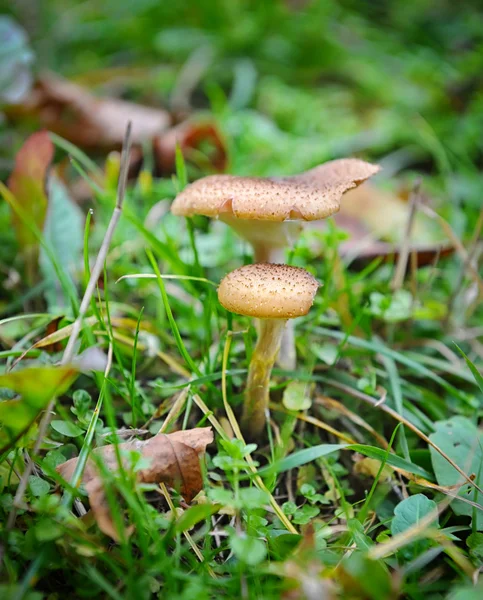 Honey agaric mushrooms in grass — Stock Photo, Image