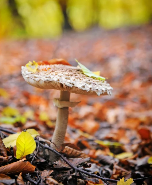 Sonnenschirmpilze (Makrolepiota) im Herbstwald — Stockfoto