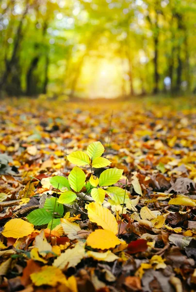 Hojas de otoño en el bosque — Foto de Stock