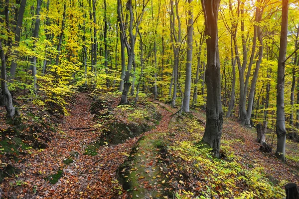 Herfstbos — Stockfoto