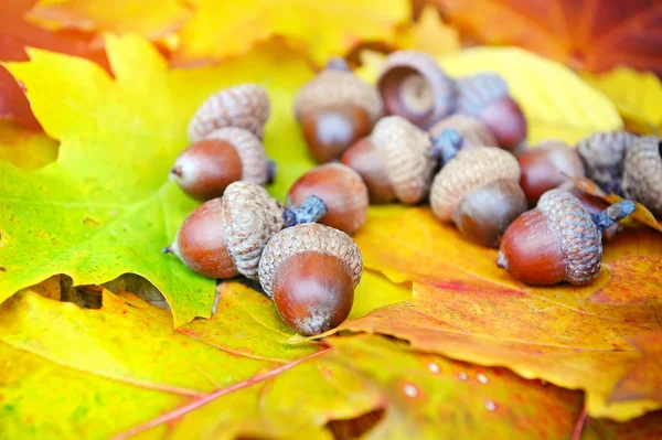 Acorns on background colorful fall leaves — Stock Photo, Image