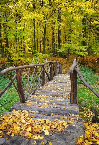 Most v podzimním lesem. přírodní složení — Stock fotografie
