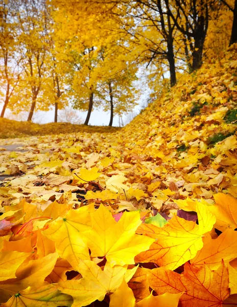 Őszi levelek az erdőben — Stock Fotó