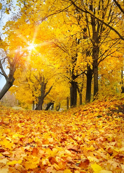 Autunno nel parco — Foto Stock