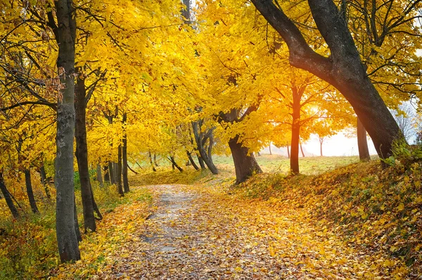 Höst i parken — Stockfoto