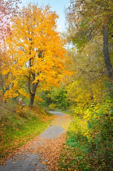 Pfad im herbstlichen Wald — Stockfoto