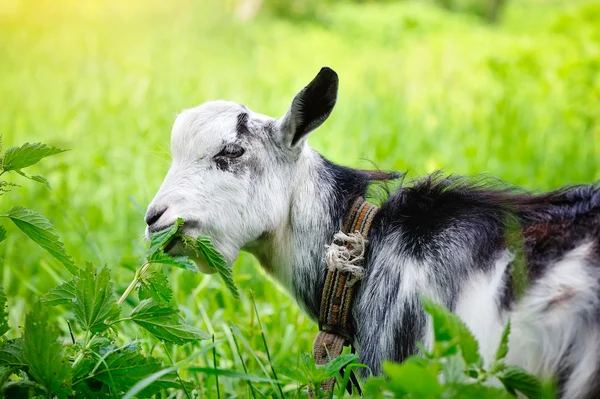 Cabra em pasto close-up — Fotografia de Stock