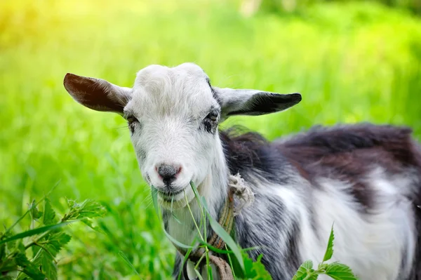 Ziege auf der Weide Nahaufnahme — Stockfoto