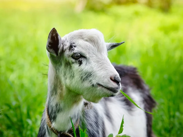 Cabra em pasto close-up — Fotografia de Stock