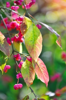 Beautiful autumn background is with the sprig of spindle tree (Euonymus europaeus) clipart