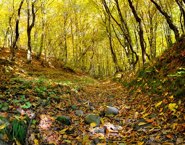 Floresta de outono — Fotografia de Stock