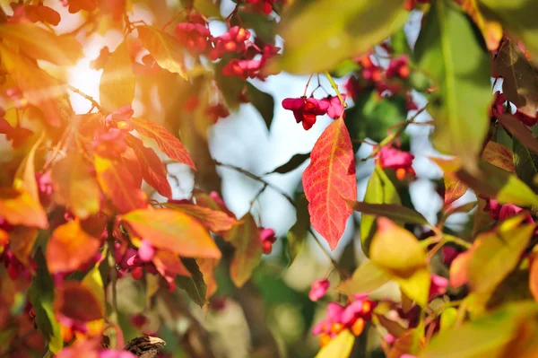Hermoso fondo de otoño es con la ramita de árbol de huso (Euonymus europaeus ) — Foto de Stock