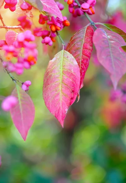 Mooie herfst achtergrond is met het takje spindle tree (wilde kardinaalsmuts) — Stockfoto