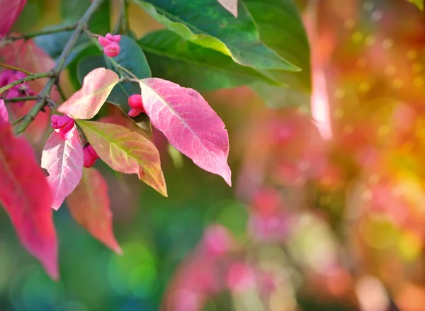 Fundo de outono bonito é com o ramo de árvore de fuso (Euonymus europaeus ) — Fotografia de Stock