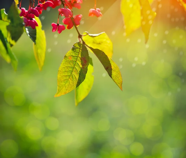 Vacker höst bakgrund är med kvist av spindle tree (Euonymus europaeus) — Stockfoto