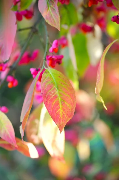 Krásné podzimní pozadí se snítkou vřeteno strom (Brslen evropský) — Stock fotografie