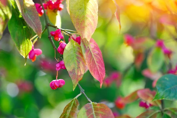 Beautiful autumn background is with the sprig of spindle tree (Euonymus europaeus) — Stock Photo, Image