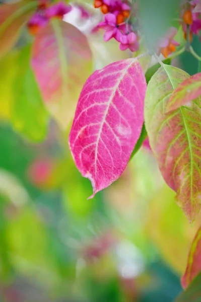 Hermoso fondo de otoño es con la ramita de árbol de huso (Euonymus europaeus ) — Foto de Stock