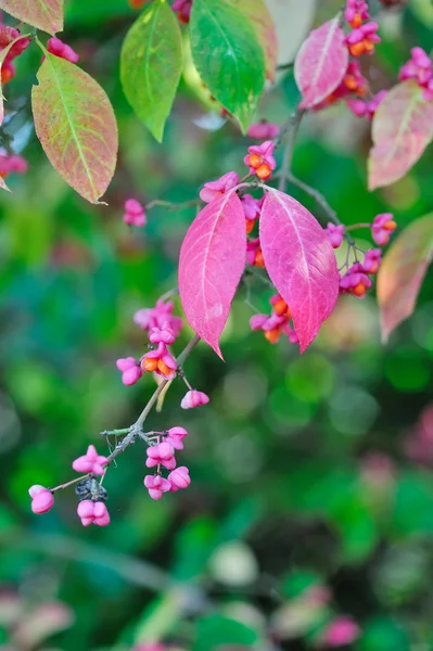 Beautiful autumn background is with the sprig of spindle tree (Euonymus europaeus) — Stock Photo, Image