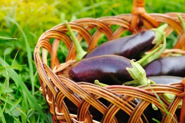 Sepette çimlerin üzerine taze patlıcan