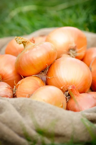 Cebollas cosechadas — Foto de Stock