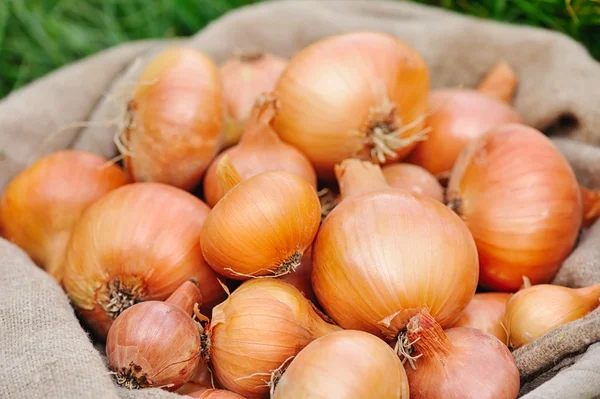 Zbioru cebuli — Zdjęcie stockowe