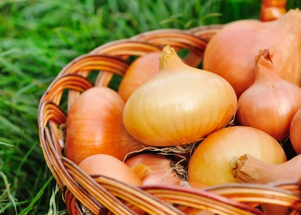 Cebolas frescas em cesta na grama — Fotografia de Stock