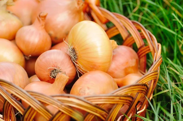 Cipolle fresche in cesto su erba — Foto Stock