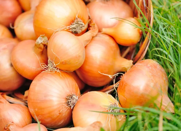 Cebollas frescas en canasta sobre hierba — Foto de Stock