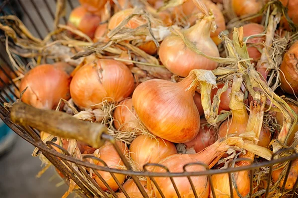 Cebollas frescas en cesta — Foto de Stock