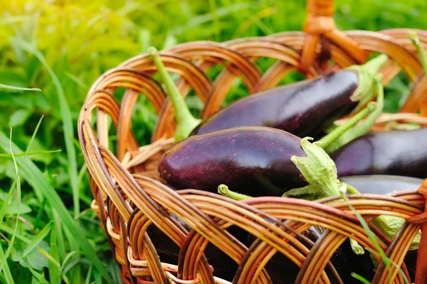 Verse aubergine in mand op gras — Stockfoto