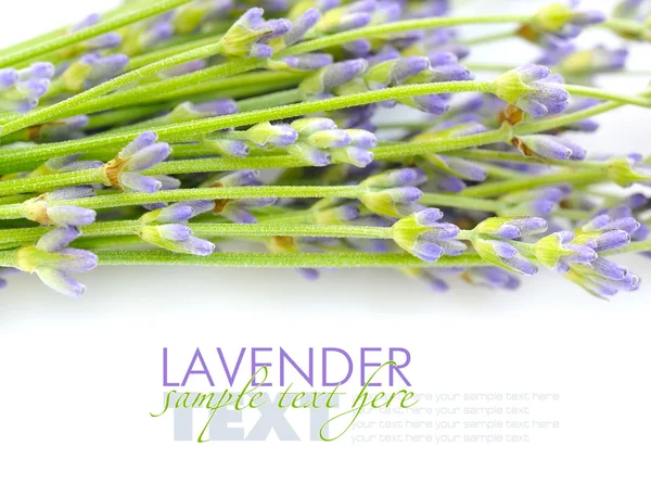 Lavender flowers (Lavandula) on a white background — Stock Photo, Image