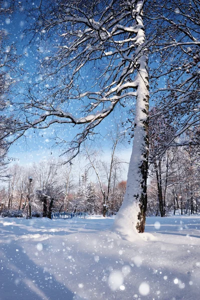 Beau paysage d'hiver — Photo