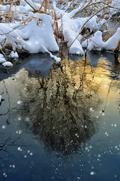 Tree reflected in water at sunset in winter — Stock Photo, Image