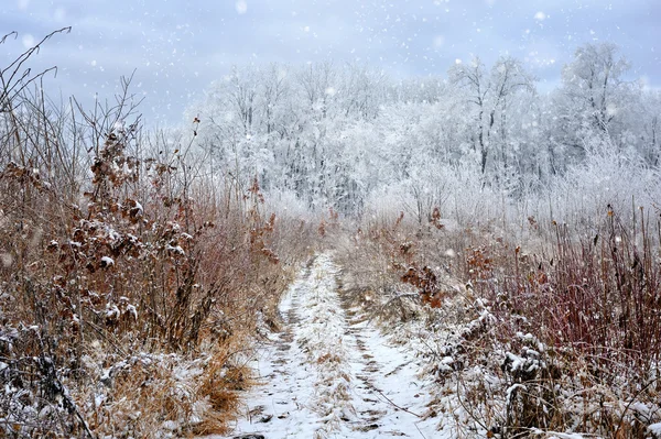 Första frosten i skogen. Första snön — Stockfoto