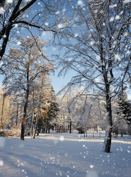 Floresta de inverno em um dia gelado ensolarado — Fotografia de Stock