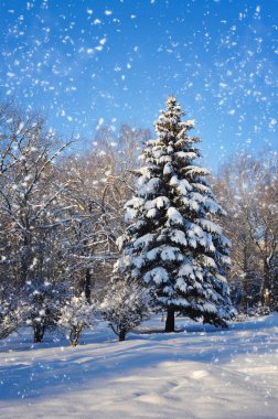 Güzel kış manzarası