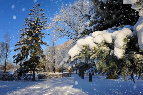 Branch of spruce is with snow close — Stock Photo, Image